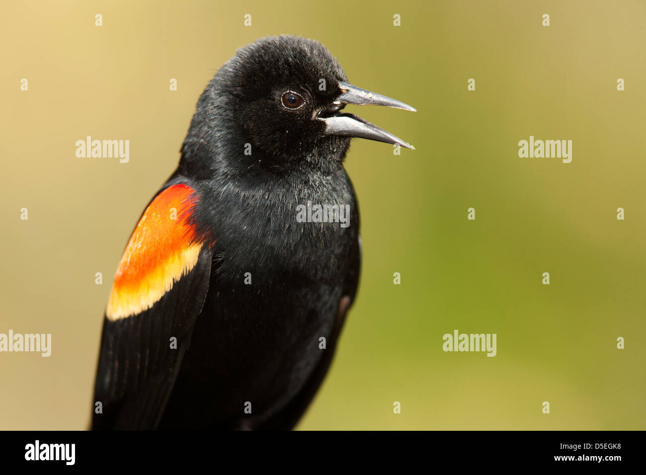 Rotschulterstärling - grüne Cay Feuchtgebiete - Boynton Beach, Florida USA Stockfoto