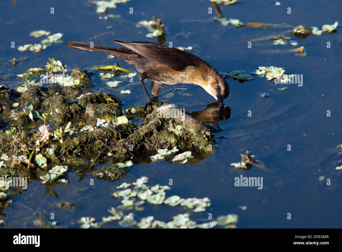 Boot-angebundene Grackle (weiblich) - grüne Cay Feuchtgebiete - Boynton Beach, Florida USA Stockfoto