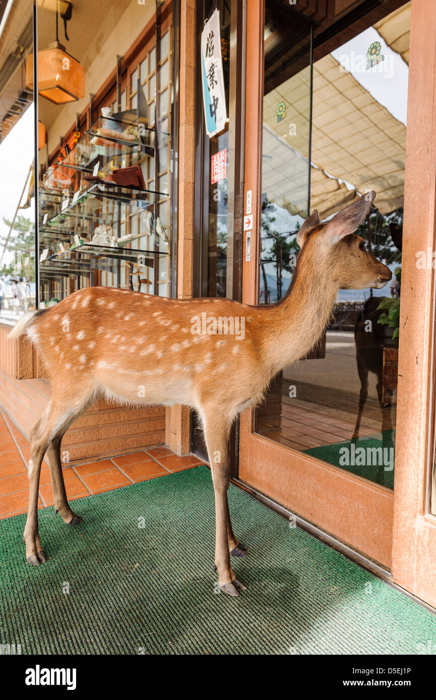 Hirsch in einem Restaurant auf der Insel Miyayima, Japan Stockfoto