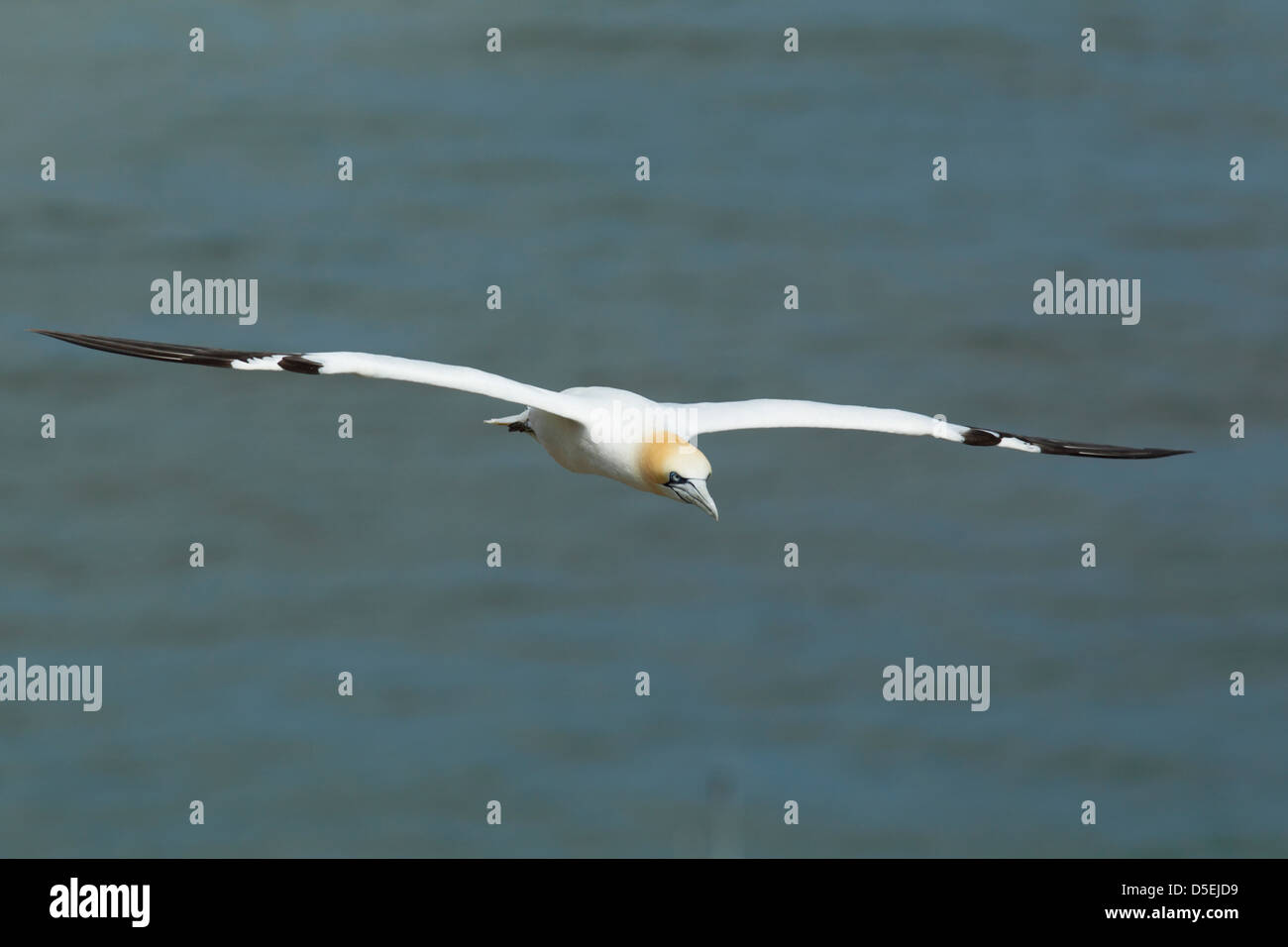 Basstölpel (Morus Bassanus) im Flug Kopf zu sehen, umrahmt von einem blauen Meer an Bempton Klippen RSPB reserve Stockfoto