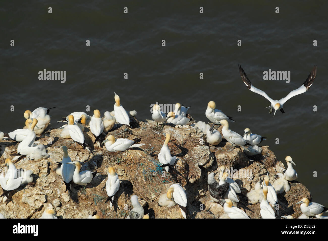 Basstölpel (Morus Bassanus) Verschachtelung Kolonie mit einem Vogel kommt Bempton Klippen RSPB Reserve zu landen Stockfoto