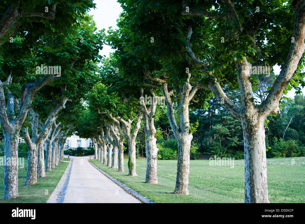 Allee Der Bäume Des Jahres Frankreich allee bäume französisch -Fotos und -Bildmaterial in hoher
