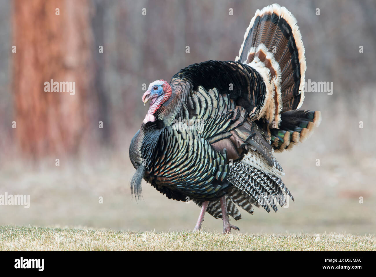 Gespreizt wilder Truthahn (Meleagris Gallopavo), Western Montana Stockfoto