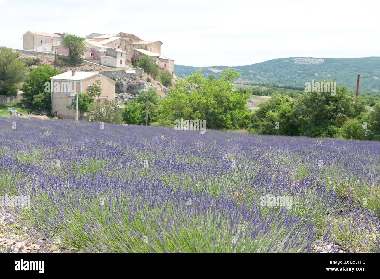 Lavendelfelder in der Provence, Frankreich Stockfoto