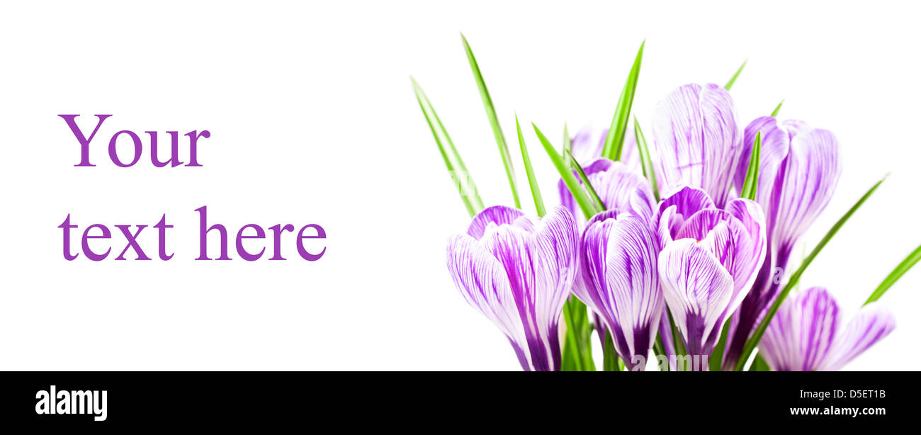 Crocus Blume im Frühling isoliert auf weißem Stockfoto