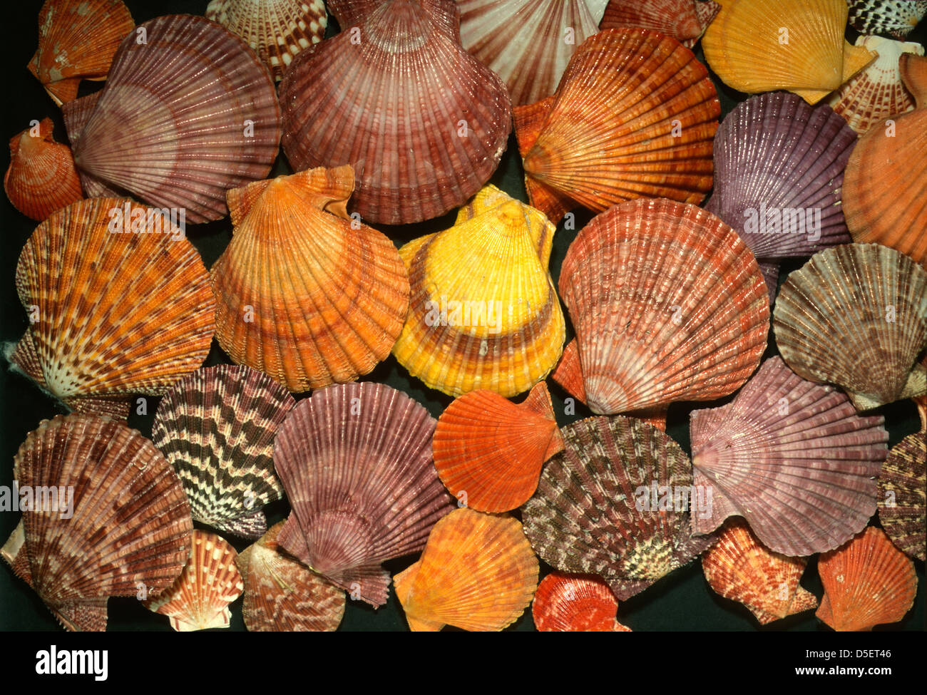 Schalen von marine zweischaligen Mollusken Pecten SSP, Mollusca Bivalvia Stockfoto