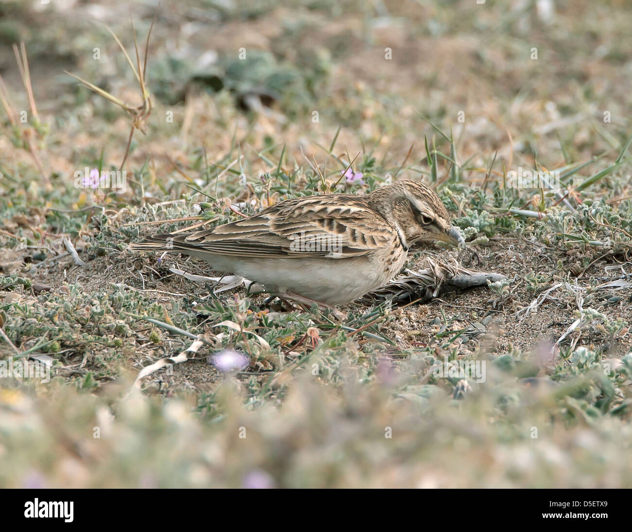 Bimaculated Lerche Melanocorypha Bimaculata auf Migration bei Mandria Zypern im März Stockfoto