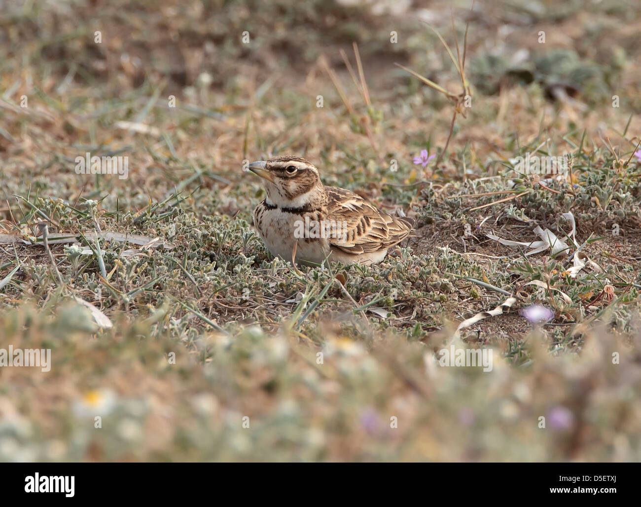 Bimaculated Lerche Melanocorypha Bimaculata auf Migration bei Mandria Zypern im März Stockfoto