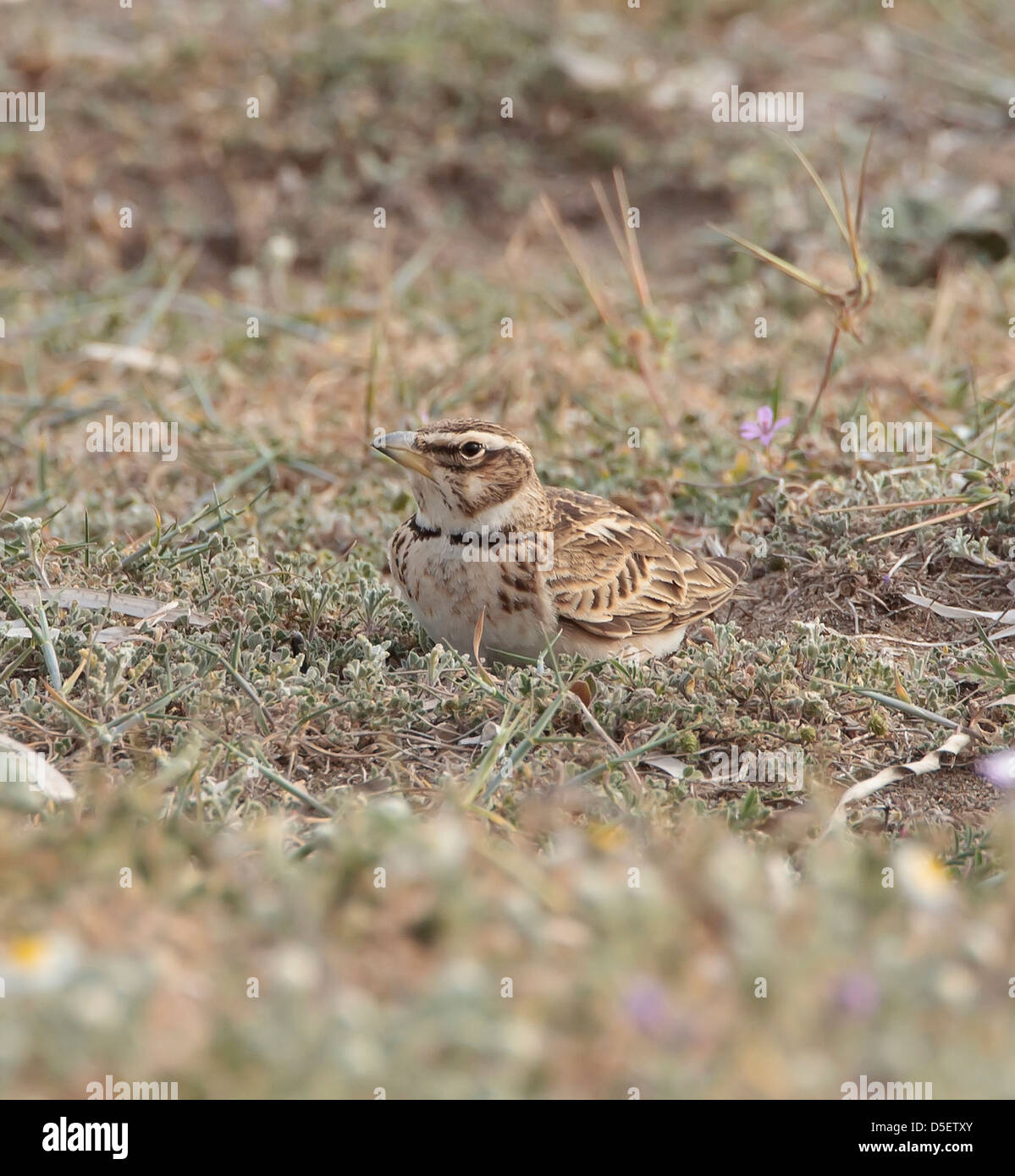 Bimaculated Lerche Melanocorypha Bimaculata auf Migration bei Mandria Zypern im März Stockfoto