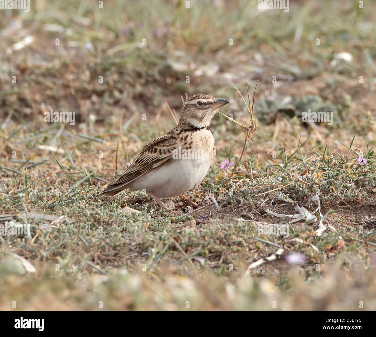 Bimaculated Lerche Melanocorypha Bimaculata auf Migration bei Mandria Zypern im März Stockfoto
