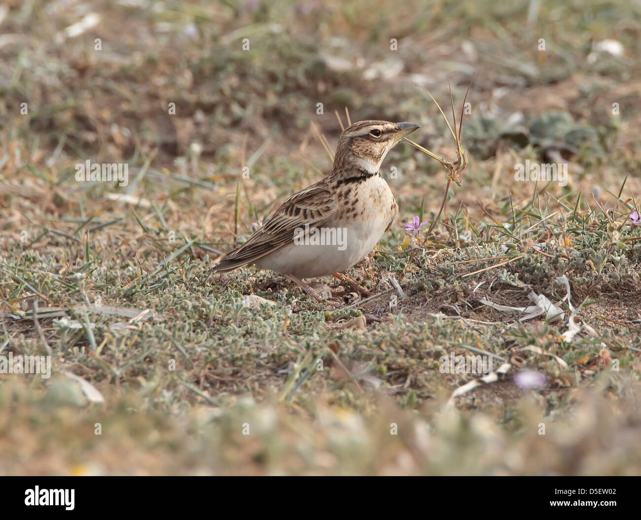 Bimaculated Lerche Melanocorypha Bimaculata auf Migration bei Mandria Zypern im März Stockfoto