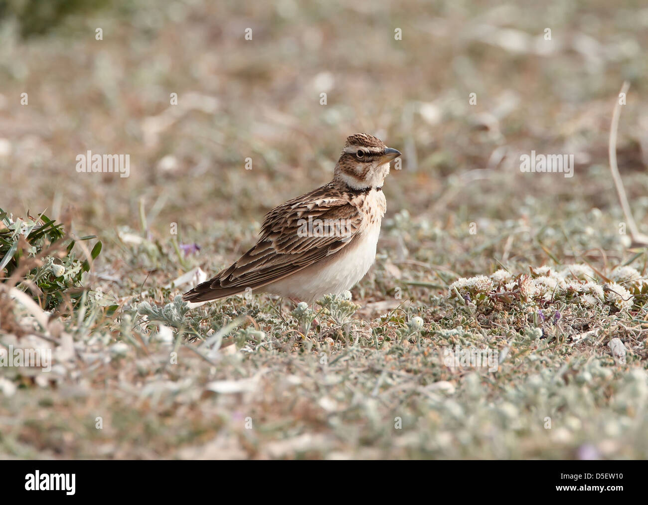 Bimaculated Lerche Melanocorypha Bimaculata auf Migration bei Mandria Zypern im März Stockfoto