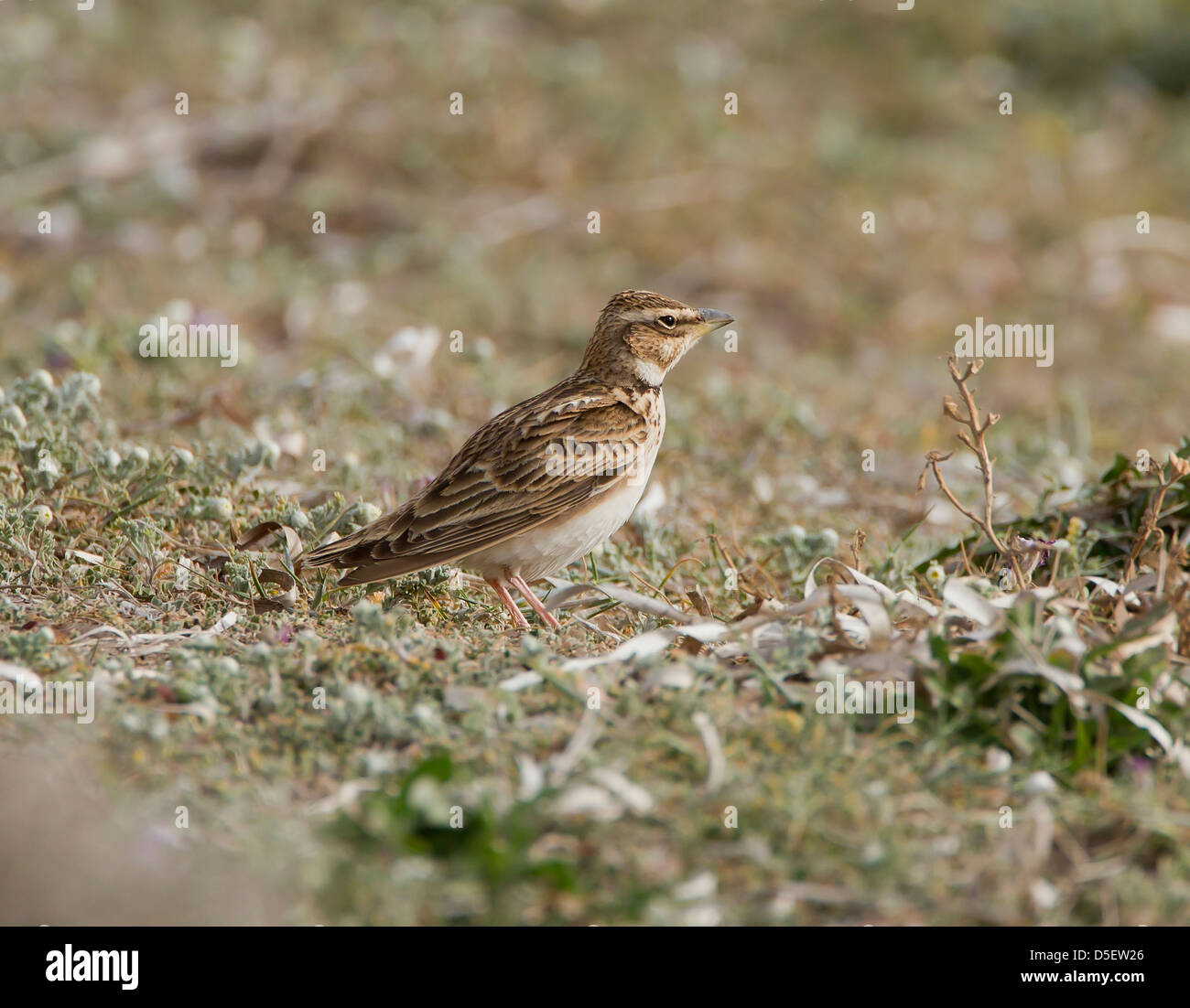 Bimaculated Lerche Melanocorypha Bimaculata auf Migration bei Mandria Zypern im März Stockfoto