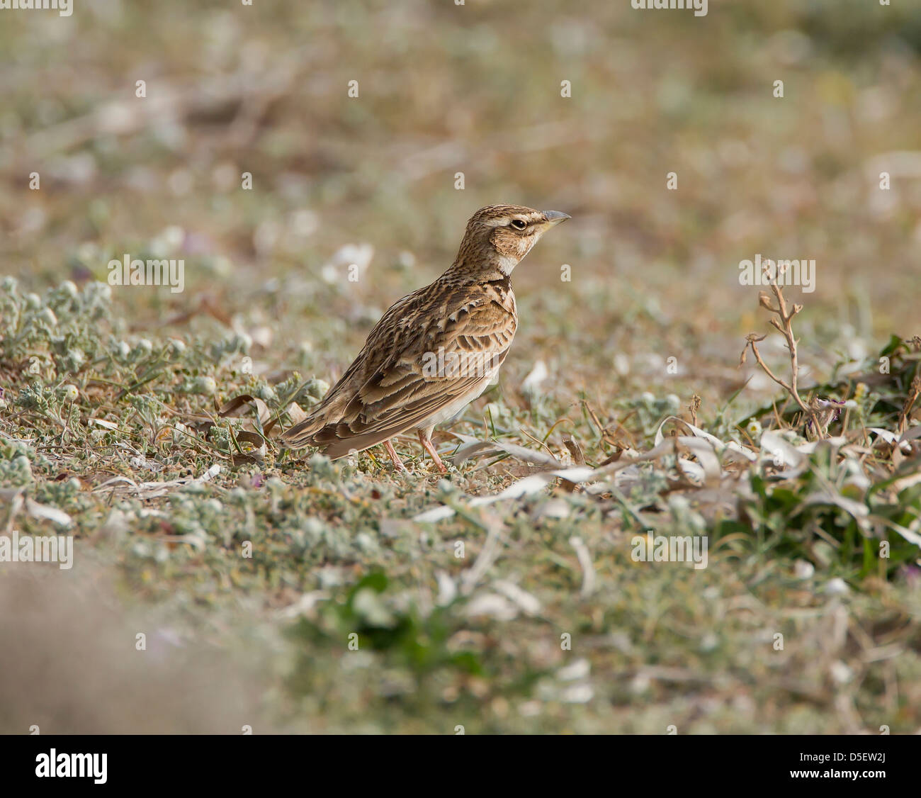 Bimaculated Lerche Melanocorypha Bimaculata auf Migration bei Mandria Zypern im März Stockfoto