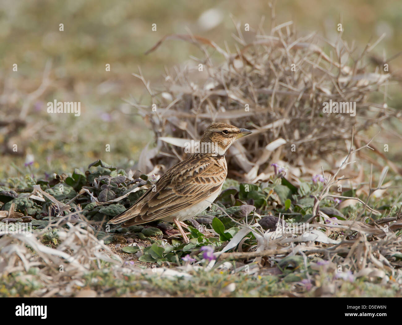 Bimaculated Lerche Melanocorypha Bimaculata auf Migration bei Mandria Zypern im März Stockfoto