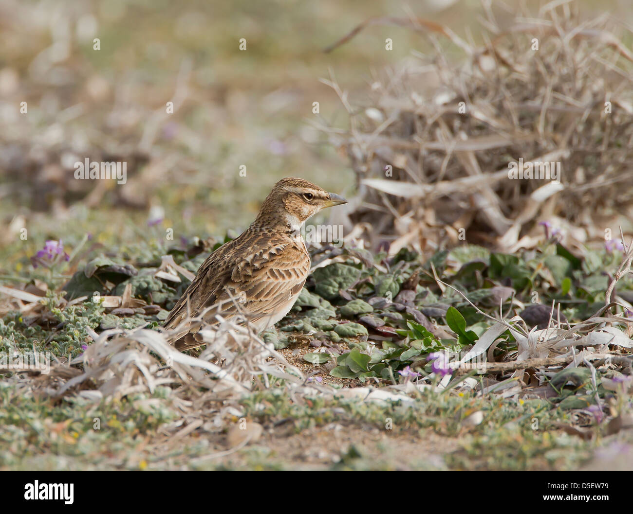 Bimaculated Lerche Melanocorypha Bimaculata auf Migration bei Mandria Zypern im März Stockfoto