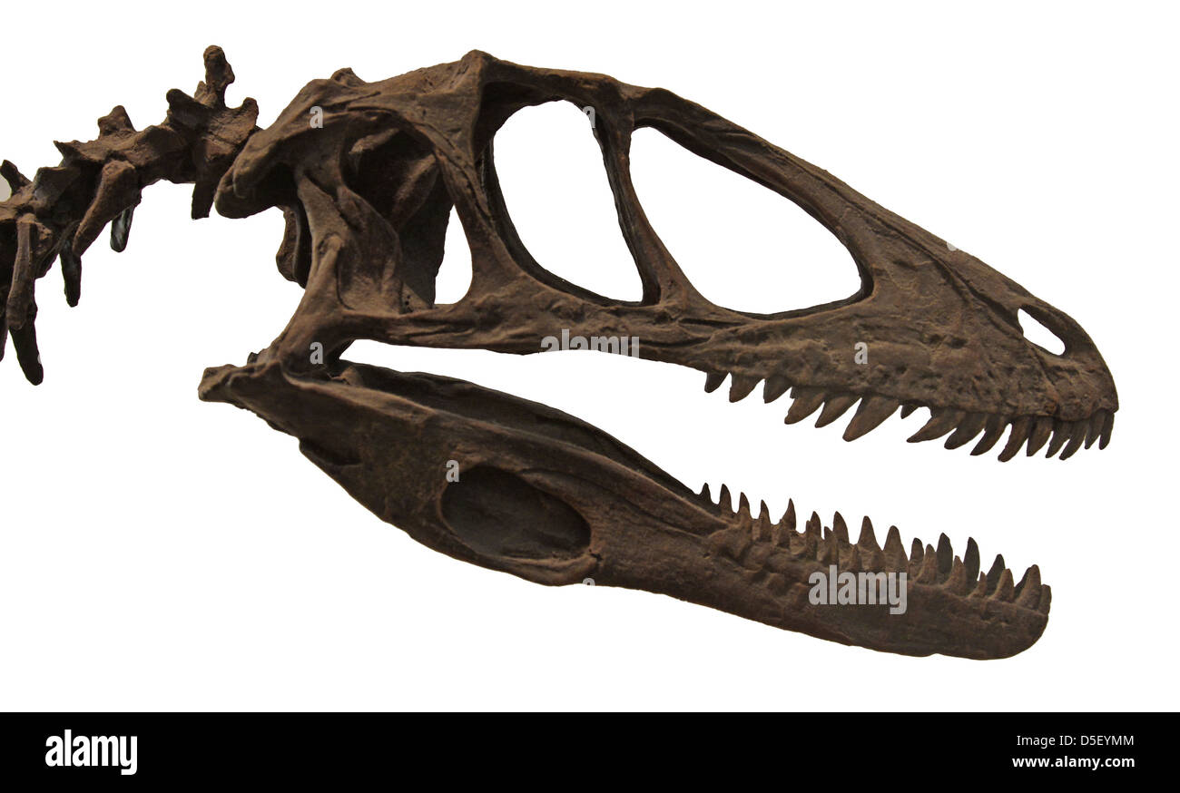 Deinonychus Schädel Stockfoto
