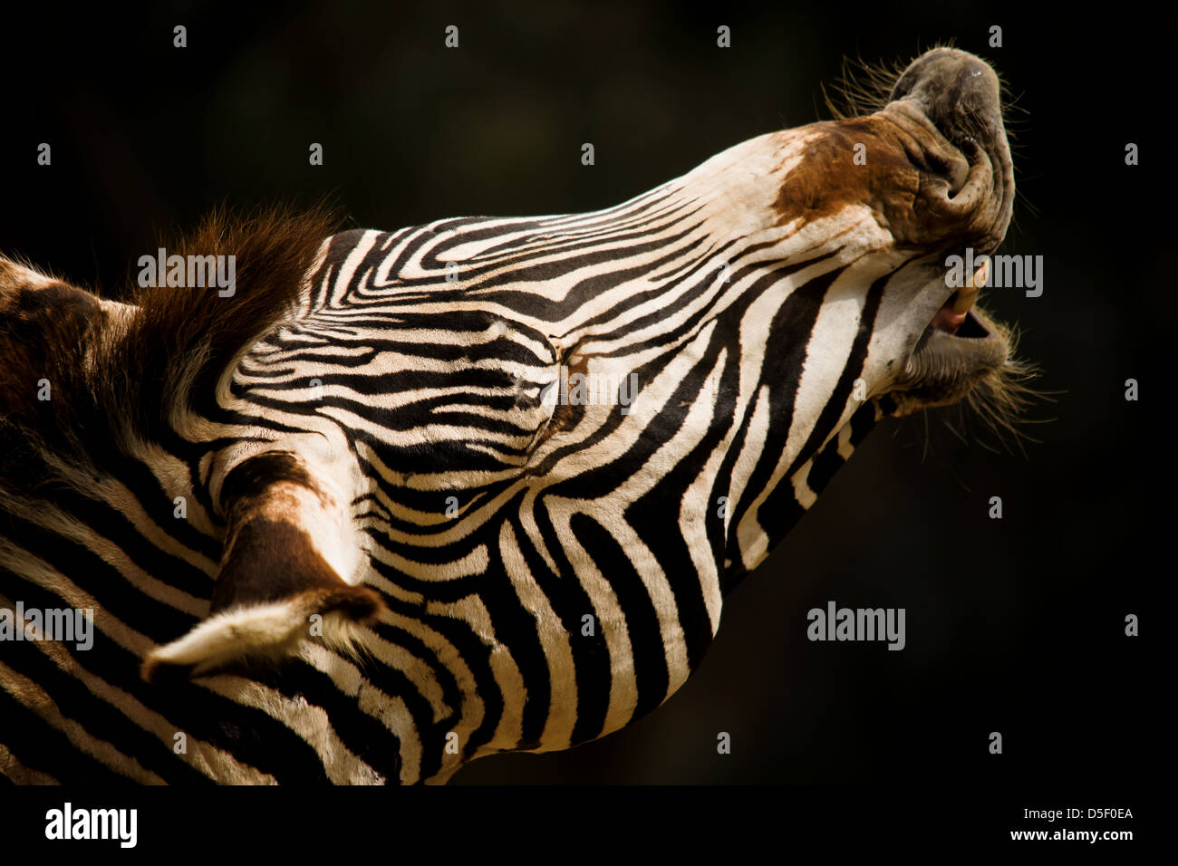 Eine Nahaufnahme von einem Zebra-Kopf, während er Duft schnuppert. Stockfoto