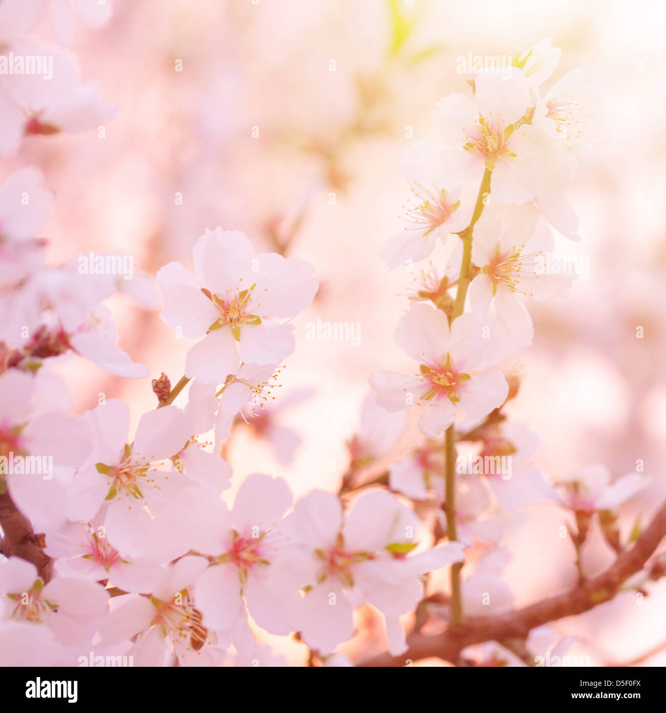 Schöne Spannkluppen Apfelbaum blüht, bildende Kunst, Weichzeichner, kleine weiße Blüten auf Ast, Frühling Stockfoto