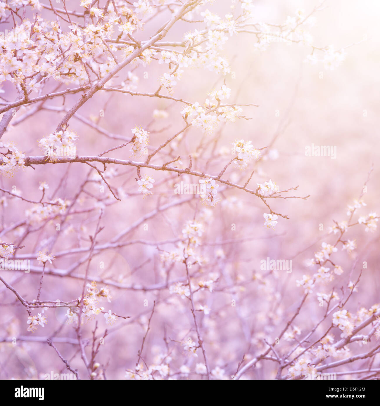 Sanfte weiße Blüten auf Obst Ast in lila Morgensonne leichten, natürlichen Hintergrund, erste Blüte, Frühling Natur Stockfoto