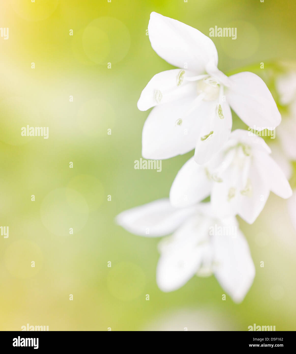 Schöne zarte weiße Blüten über grün weich zu konzentrieren, Hintergrund, erste Zeit Frühlingsblume, floral Grenze Stockfoto