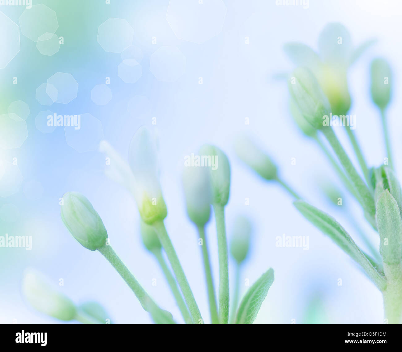 Schöne sanfte weiße Frühlingsblumen über blau zu verwischen, Himmelshintergrund, Frühling Natur, Weichzeichner, bildende Kunst Stockfoto