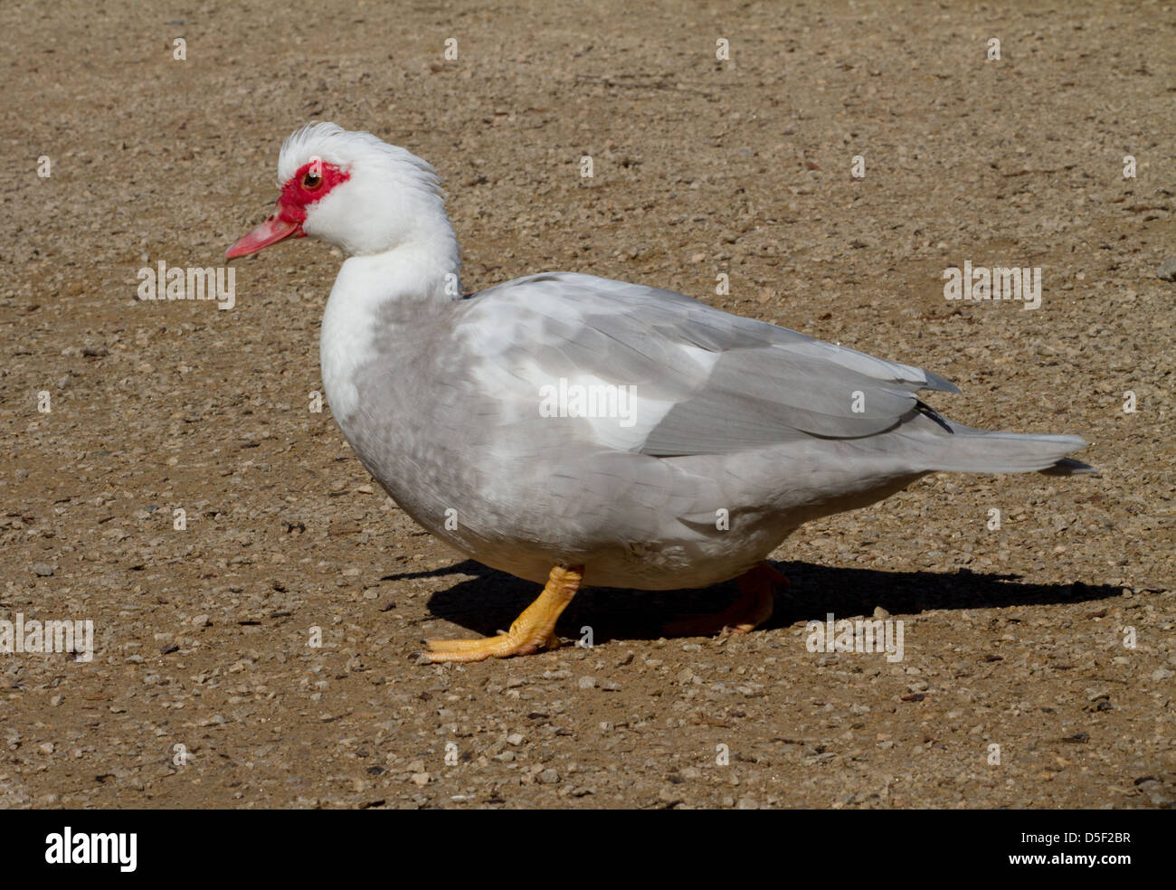 Muscovy Duck Stockfoto