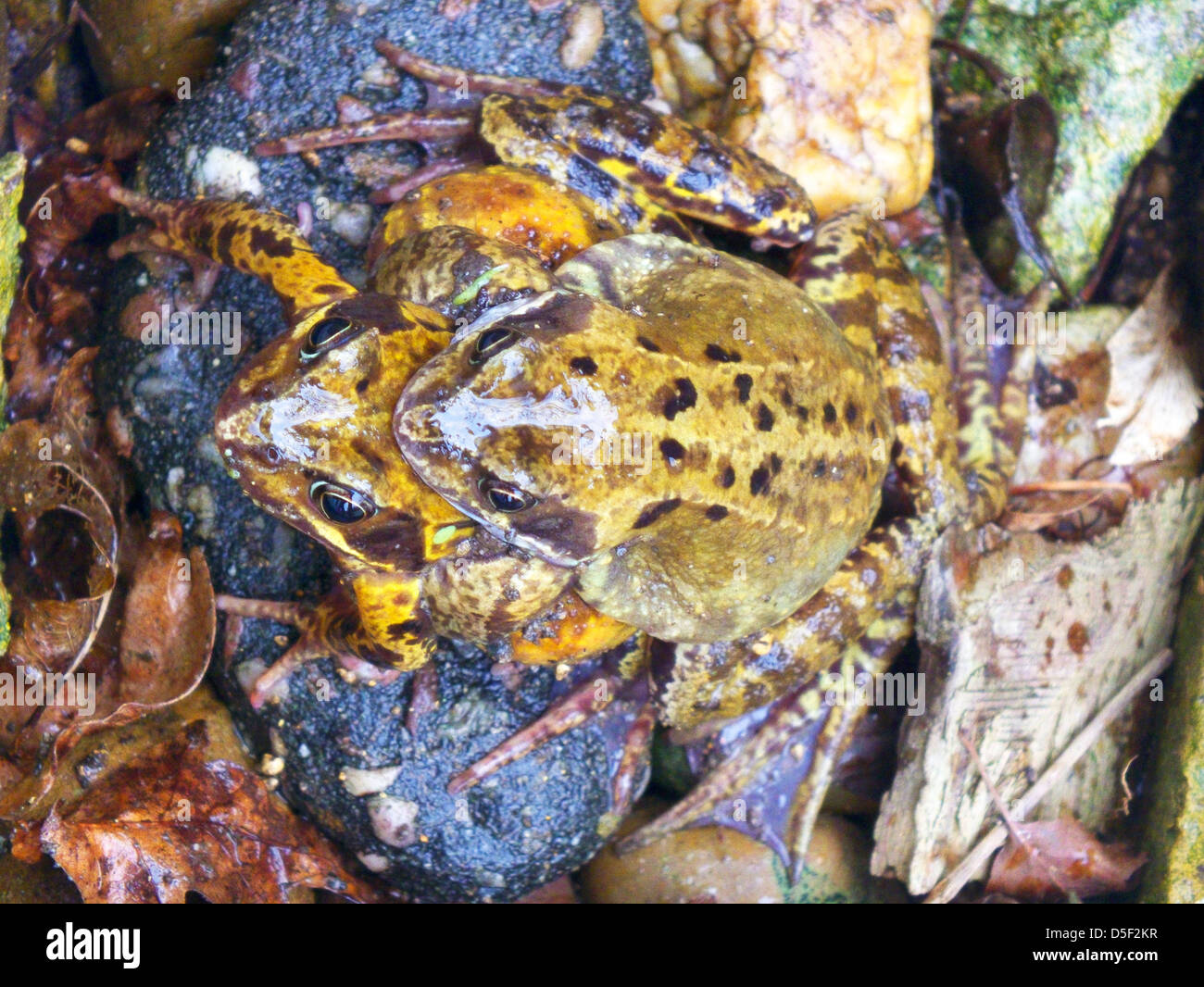 Amourösen Amphibien Stockfoto