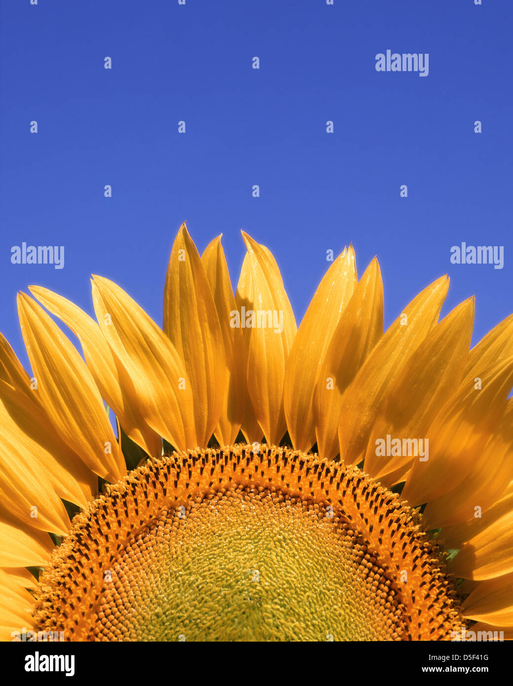 FLORA: Sonnenblume (Helianthus lat.) Stockfoto