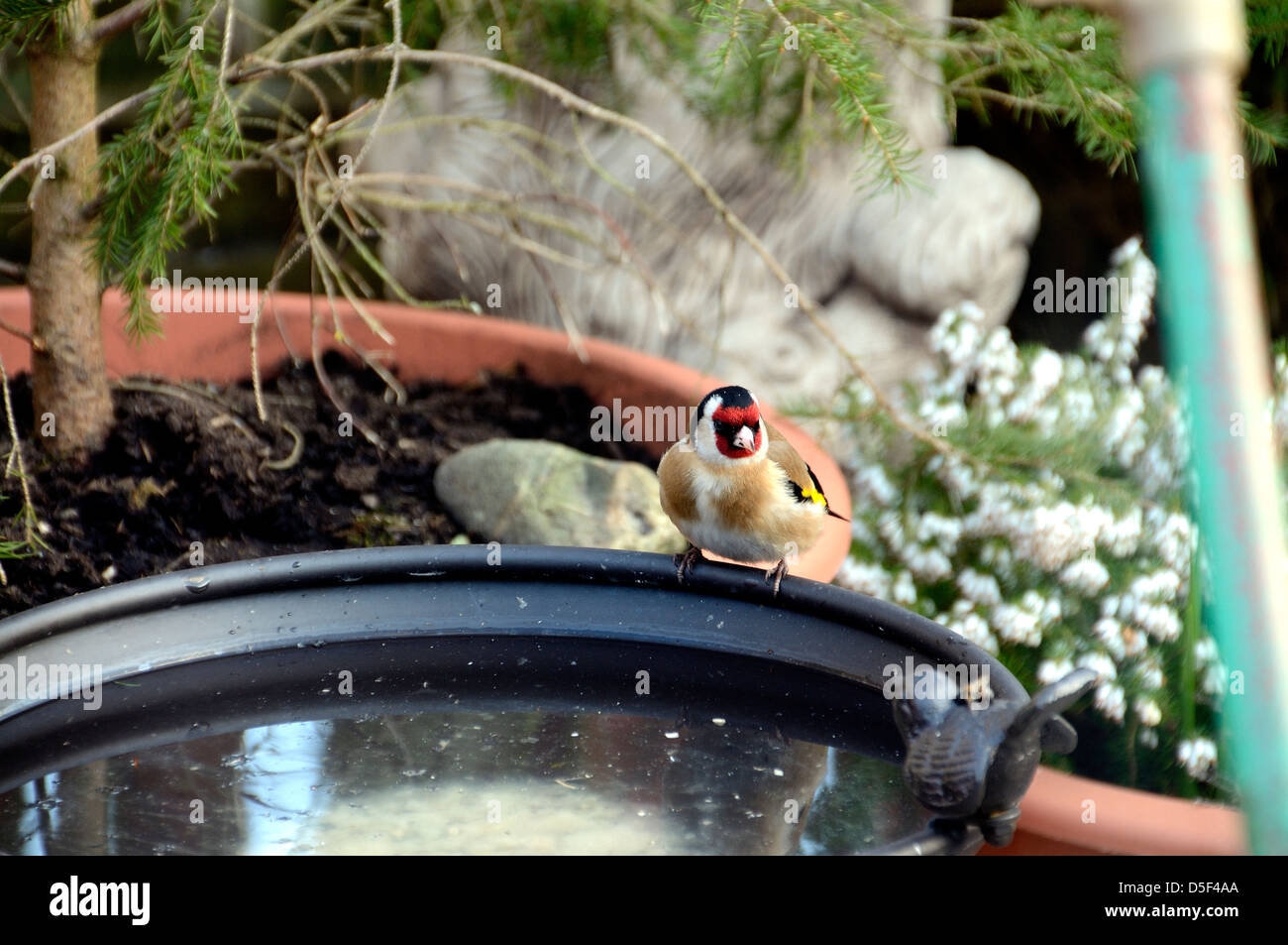 Stieglitz (Zuchtjahr Zuchtjahr). Ein bunte Fink mit einem leuchtend roten Gesicht und gelbe Flügel Patch. Stockfoto
