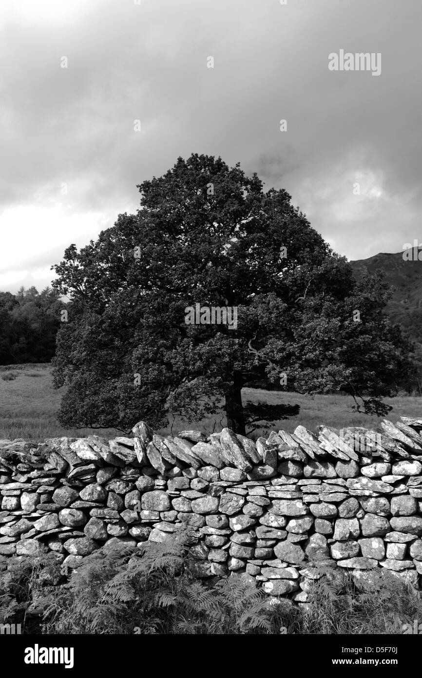 Blick auf einer Eiche (Quercus Robar), Landschaft Grasmere Wasser, Nationalpark Lake District, Cumbria, England, UK Stockfoto