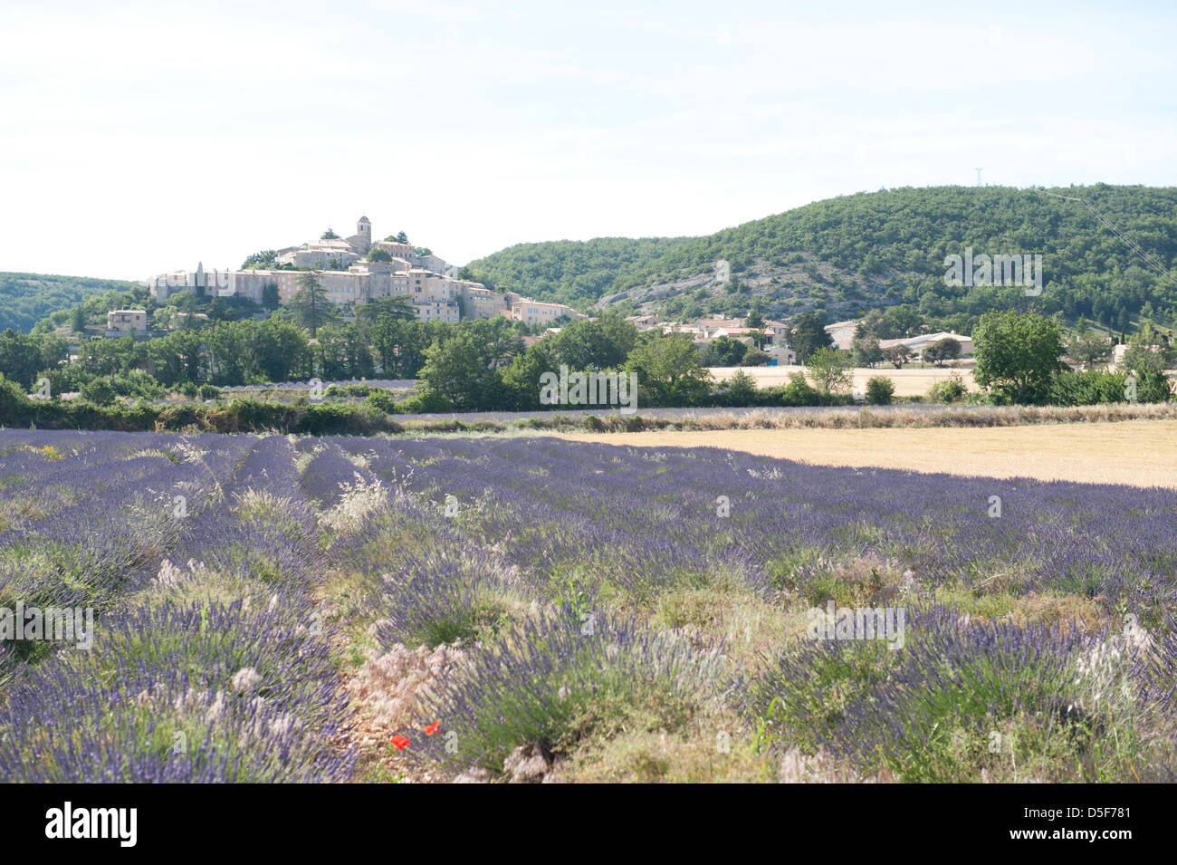 Lavendelfelder im Sommer, Provence Stockfoto