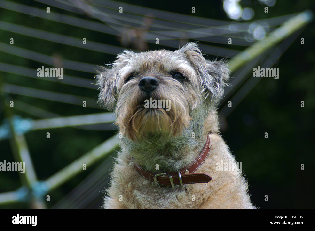 Border Terrier Seite Waschen Linie Bäume sitzen Stockfoto