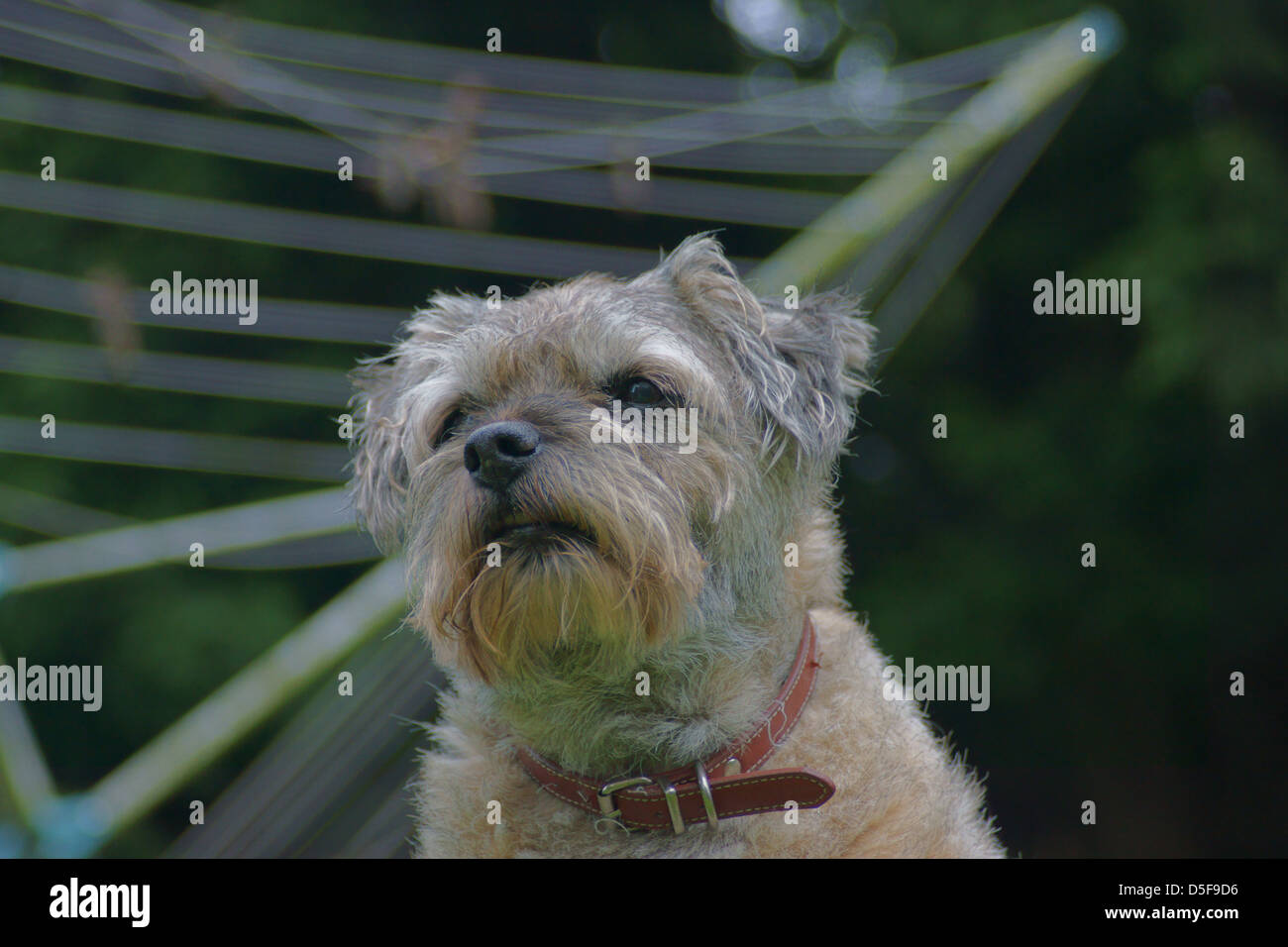 Border Terrier Seite Waschen Linie Bäume sitzen Stockfoto