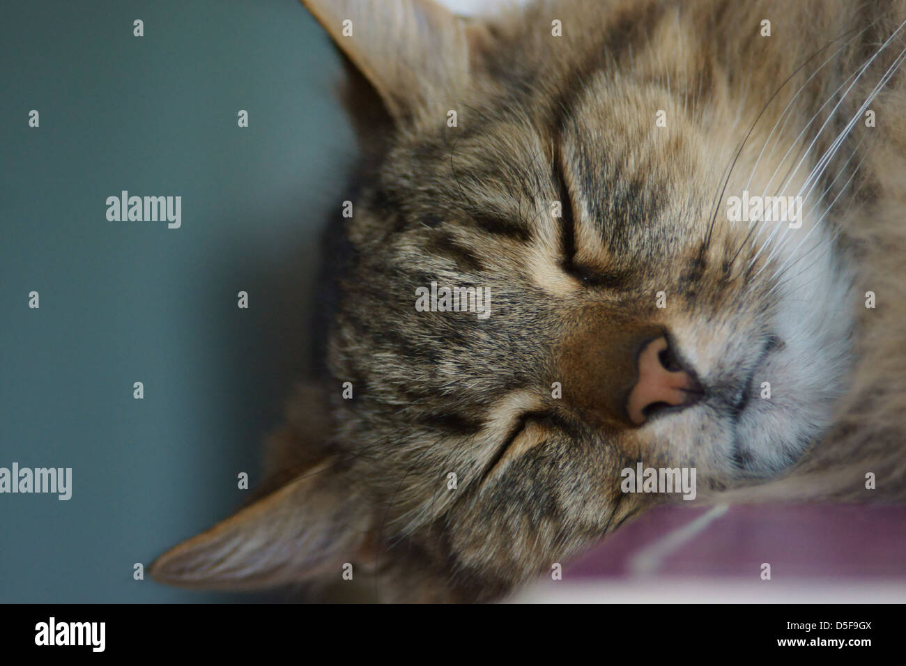 Katze schläft auf einem Schreibtisch Tischplatte mit Kopf sackte Stockfoto