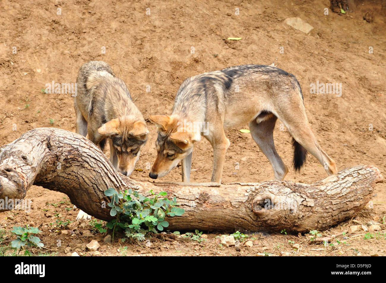 Indischer Wolf (Canis Lupus Pallipes) Stockfoto