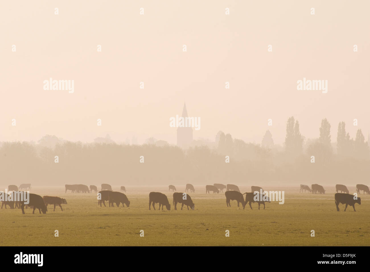 Rinder grasen auf Wolvercote Common an einem nebligen Morgen, mit Oxfords Türme in den Dunst verschwinden. Stockfoto