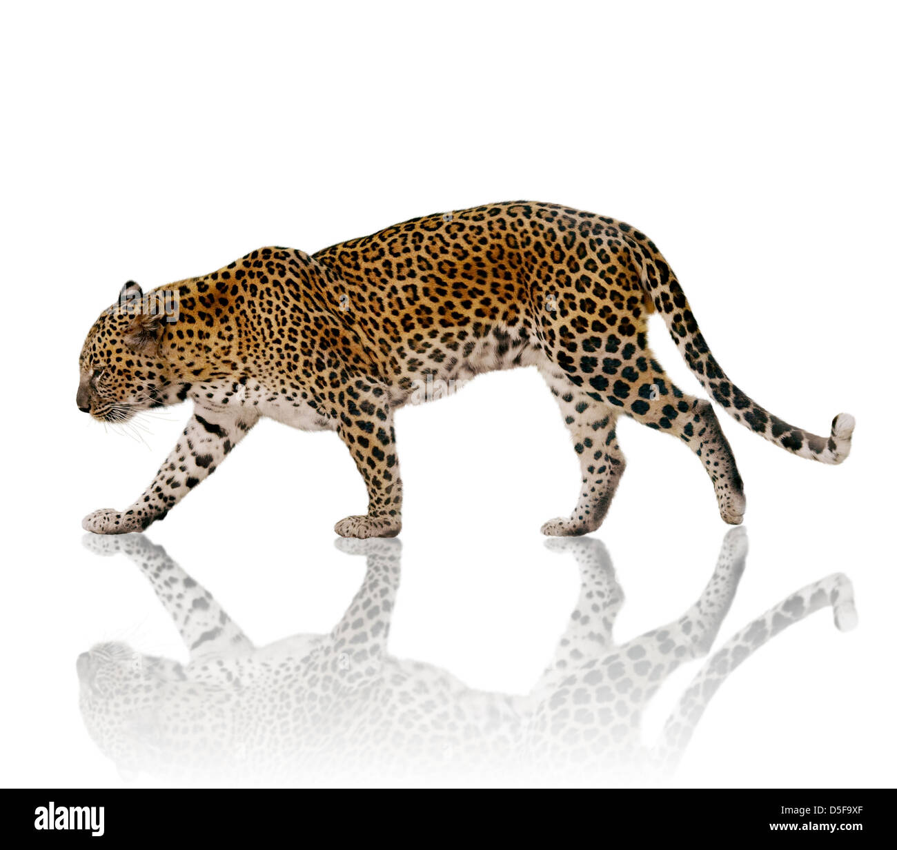 Einem männlichen Leoparden vor einem weißen Hintergrund Stockfoto