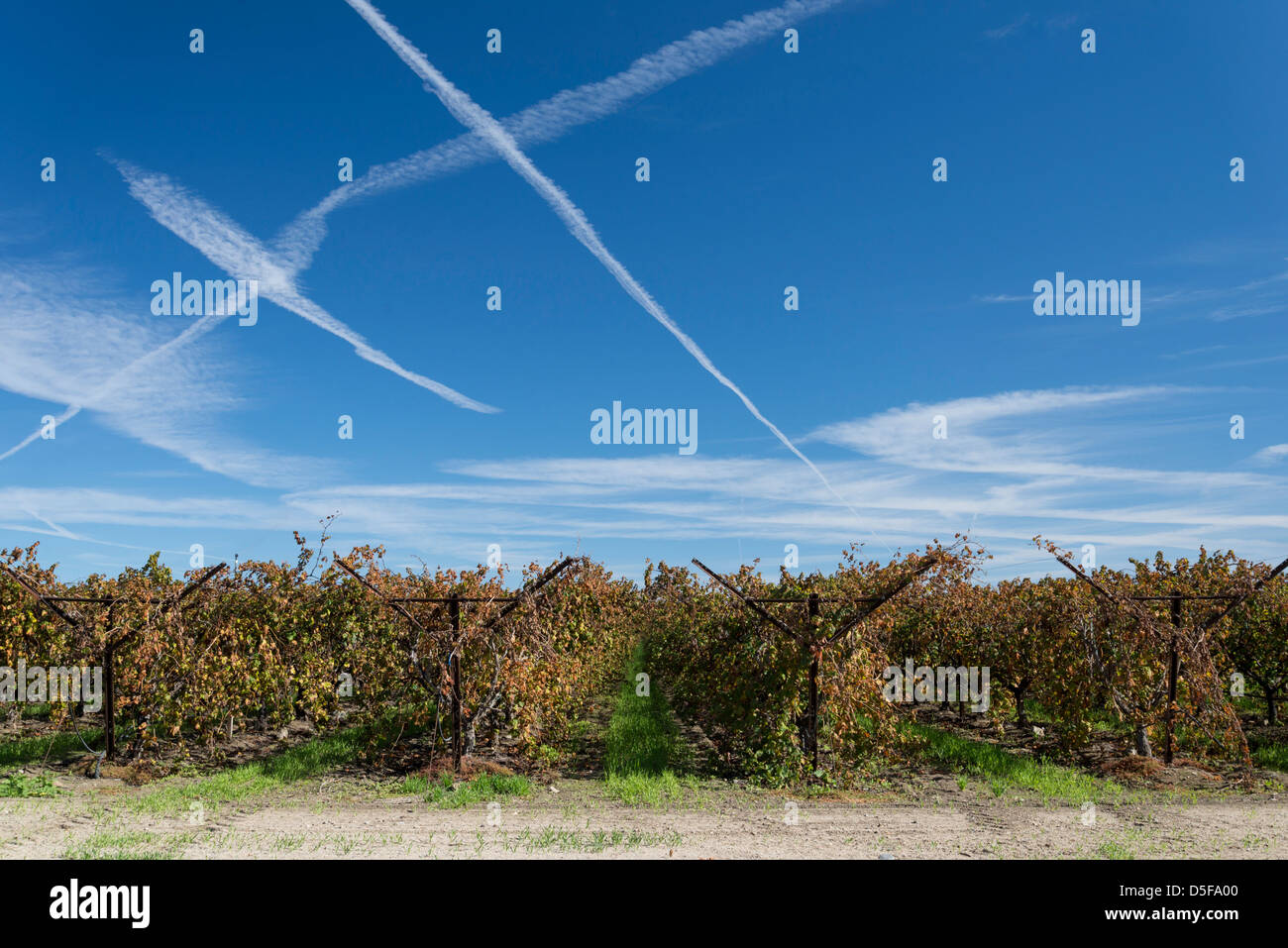 Reihen von Weinreben unter blauem Himmel, in der Nähe von the Salton Sea. Stockfoto