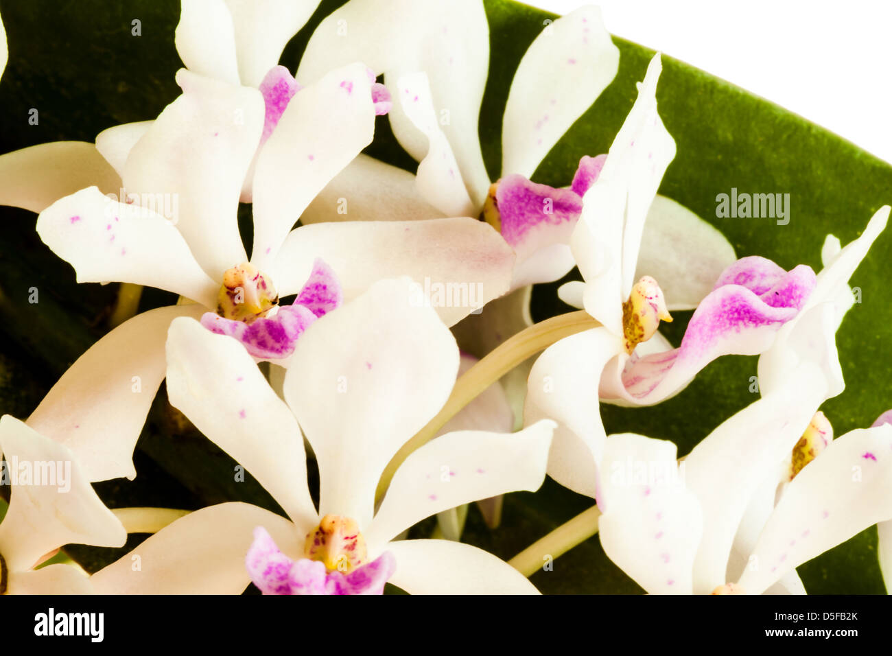 Rhynchostylis Gigantea, eine Art der Orchidee in Thailand gefunden Stockfoto