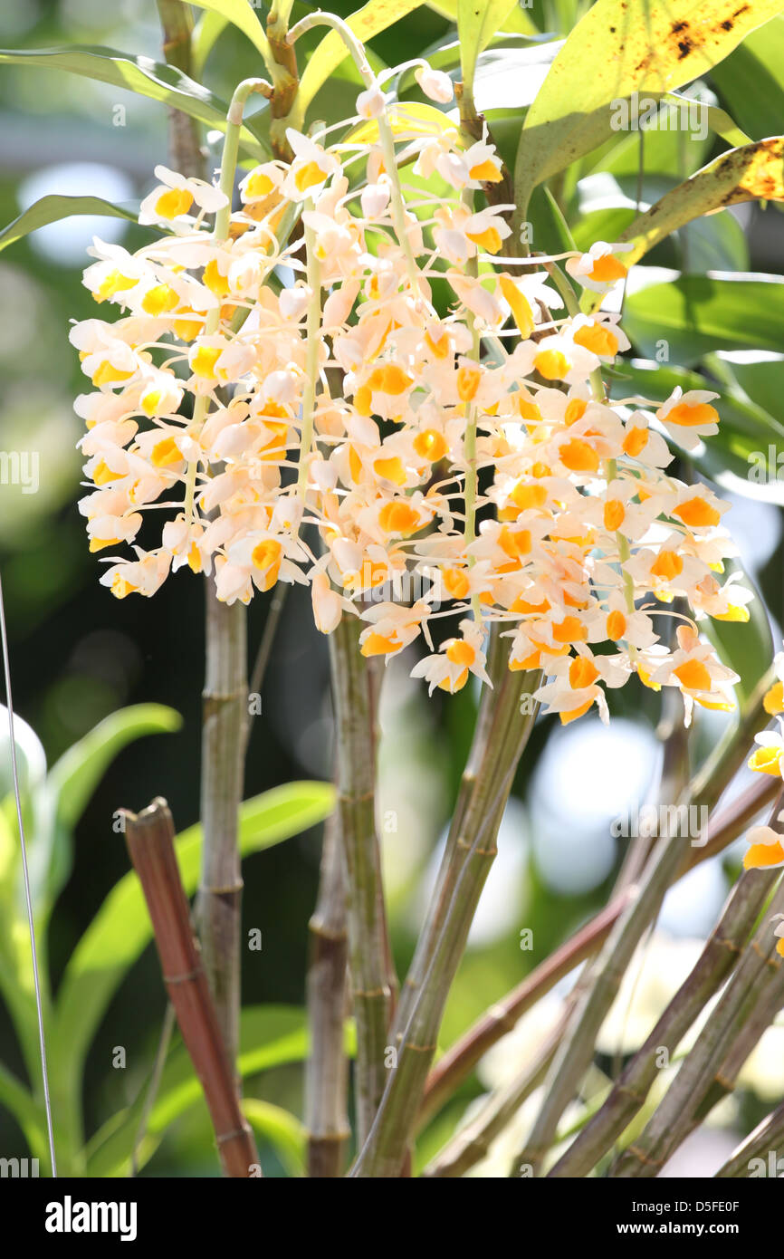 Die Gelbe Orchidee ist diese Exposition gegenüber Sonnenlicht glänzt. Stockfoto