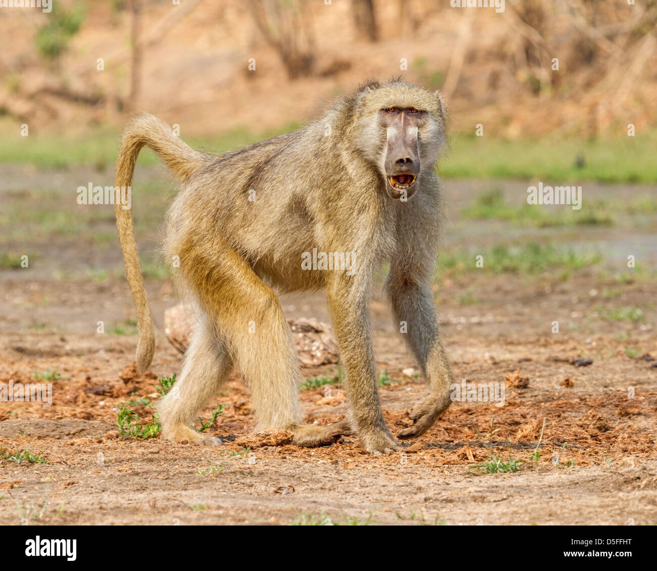Männliche Chacma Pavian (Papio Ursinus), Mana Pools Nationalpark, Simbabwe Stockfoto