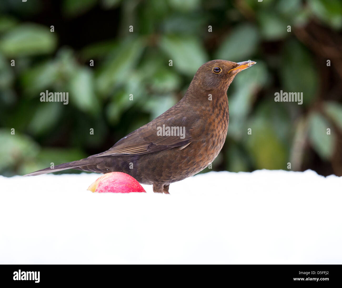 Nahaufnahme wie eine weibliche Amsel (Turdus Merula) stehen neben einem gefallenen Apfel, Essex, England Stockfoto
