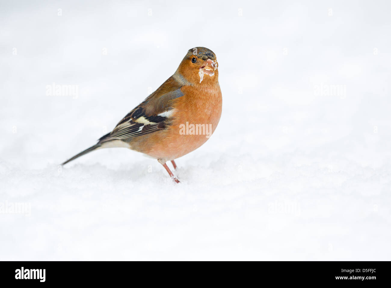 Männlichen Buchfinken (Fringilla Coelebs) stehen im Schnee, Essex, England. Stockfoto