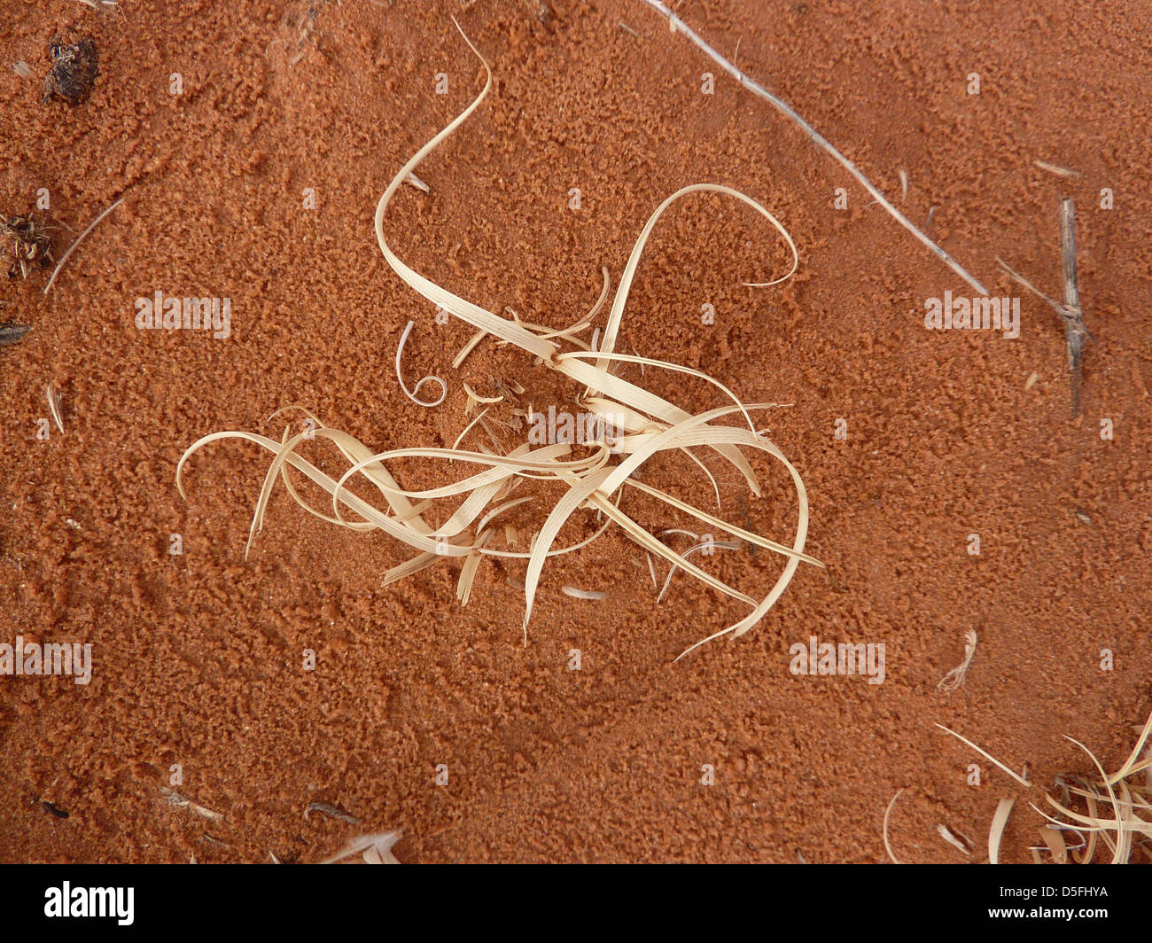 Getrocknete Grass, Muster, Sand, Wüste, künstlerische, Form, Monument Valley, Utah Stockfoto