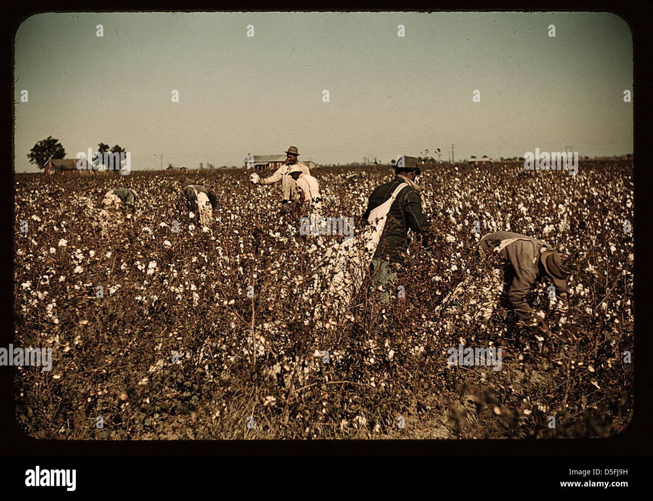 Tagelöhner Baumwollfeldern in Clarksdale, Mississippi Delta (LOC) Stockfoto