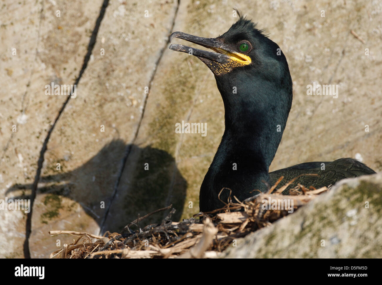 Europäische Shag / gemeinsame Shag (Phalacrocorax Aristotelis) am Nest im Fels Gesicht entlang der Küste Stockfoto