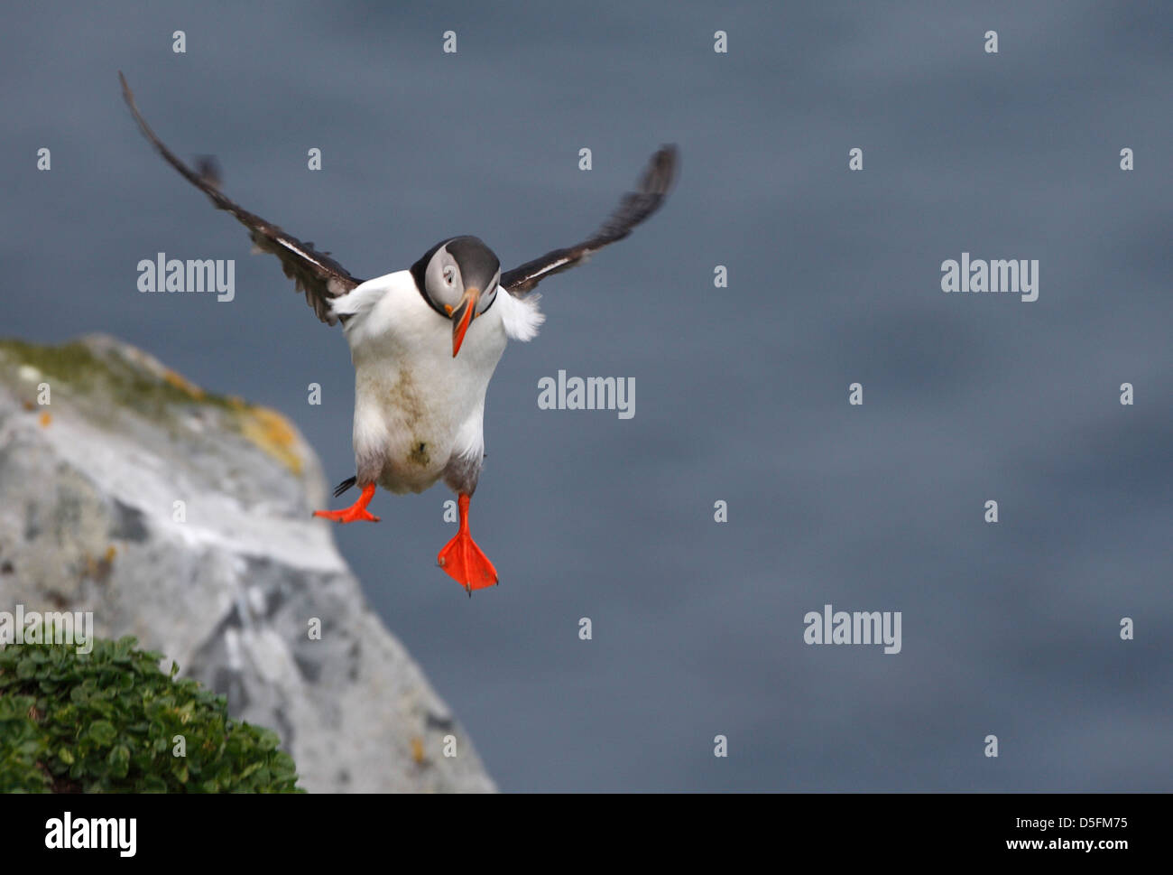 Papageitaucher (Fratercula Arctica) Landung mit Flügeln Stockfoto