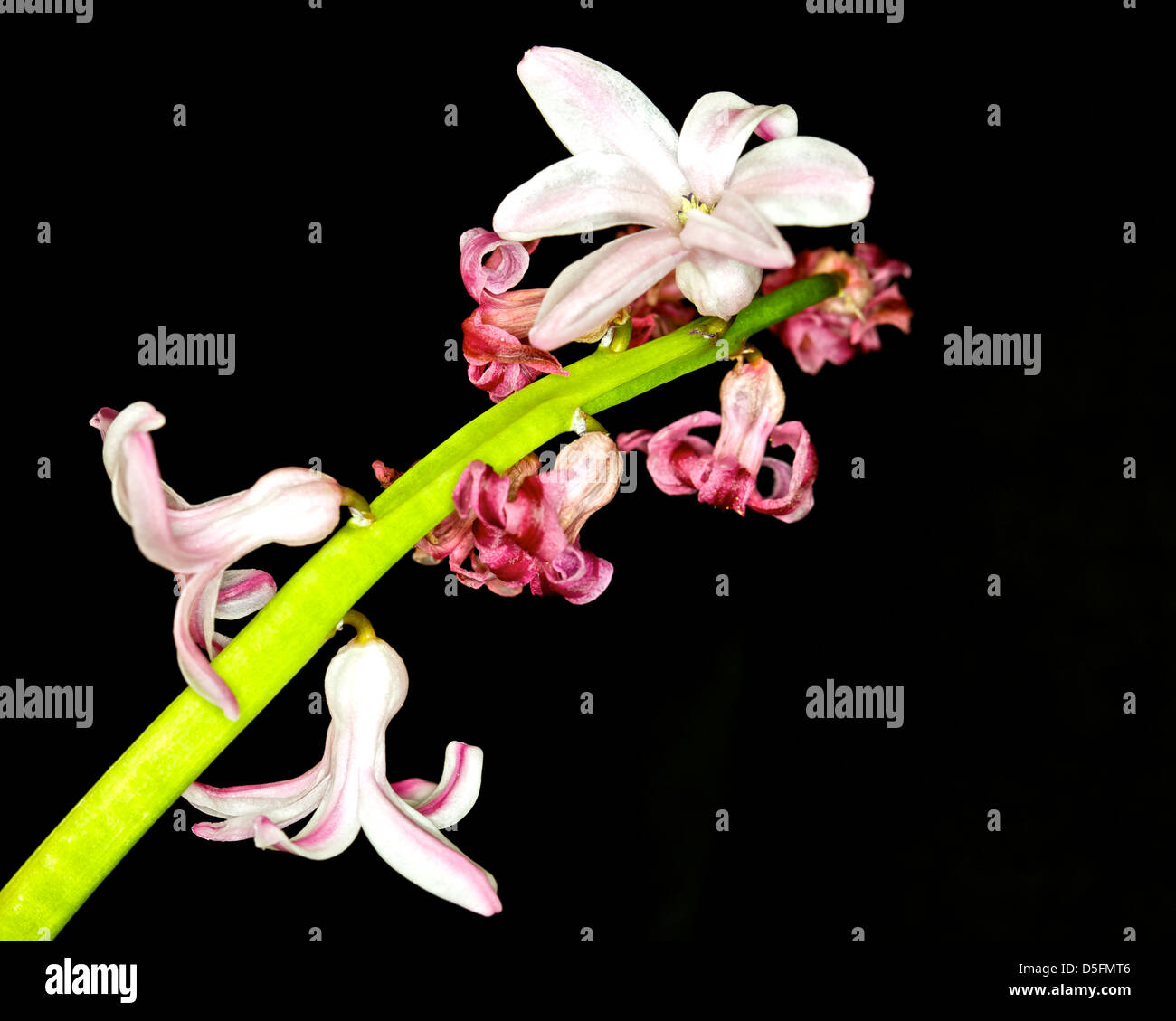 Winter Hyazinthe Blume Stockfoto