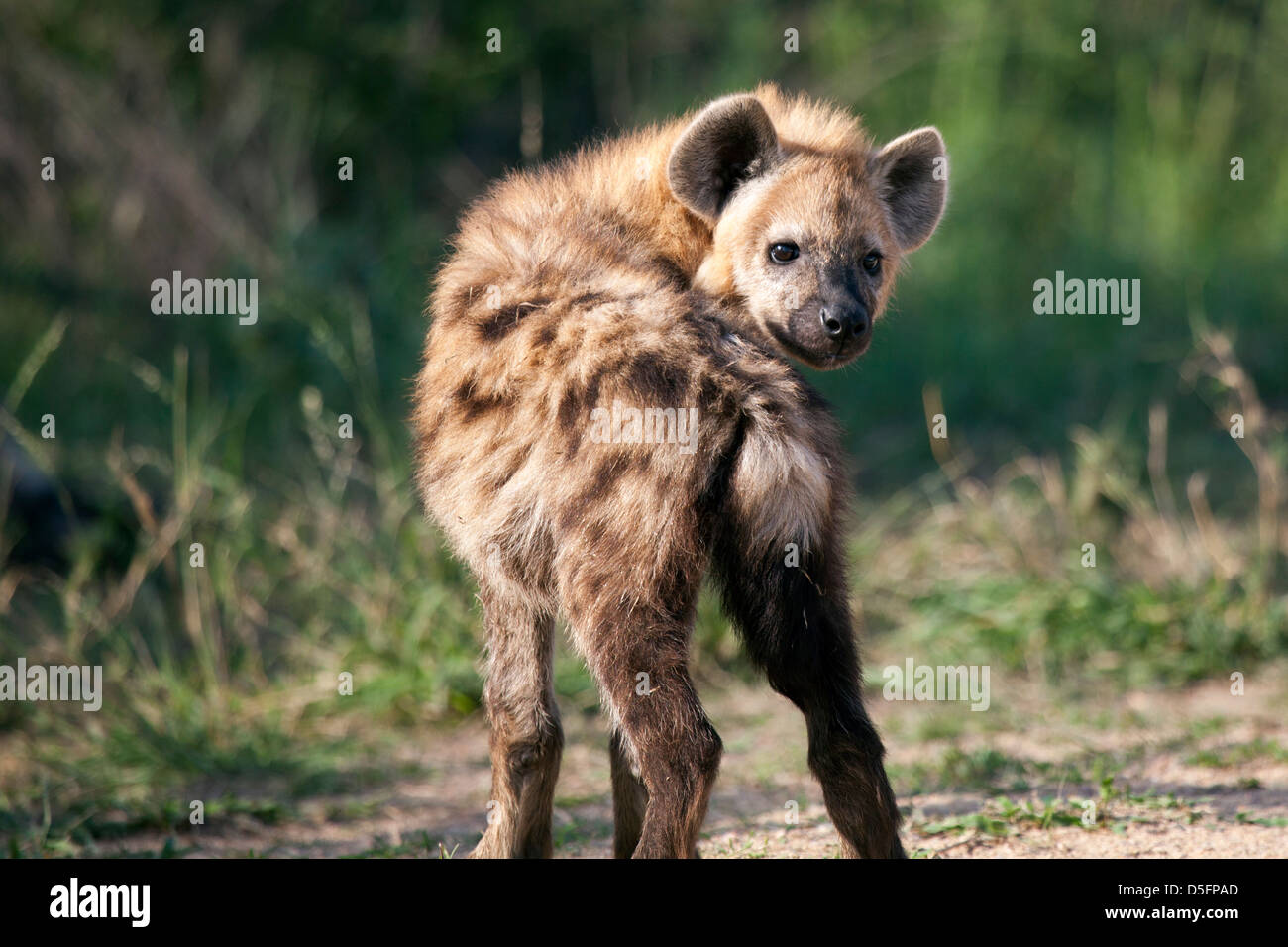 Afrikanische Hyäne cub Stockfoto